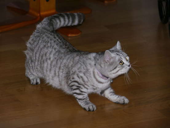 17. The Cheshire Cat and Puss in Boots belong to which cat breed?