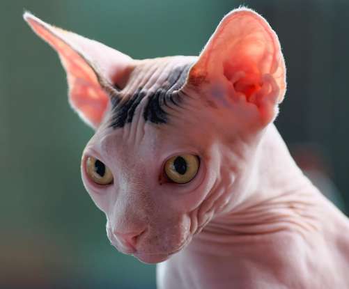16. Which cat breed is nearly hairless?