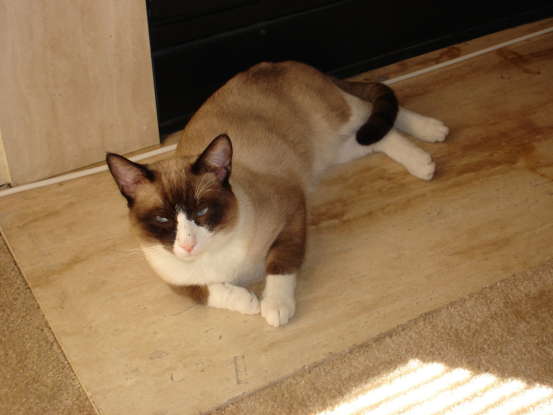 20. Now and then I am bred back with Siamese cats, so as to maintain my traits. Which cat breed am I?