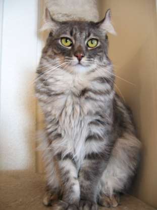 21. I am the youngest of all the cat breeds. Which cat breed am I?