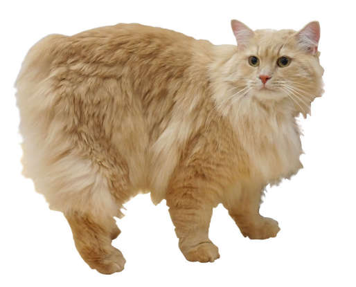 24. My sister is a short-haired Manx. Which cat breed am I?