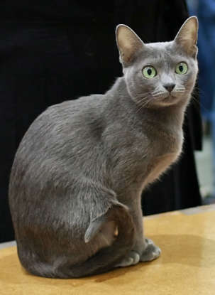 25. Which cat breed has silver fur and green eyes?