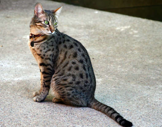 28. Which breed is the only naturally spotted domestic cat?