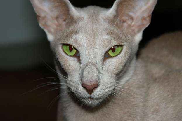 29. Which breed is considered a more colorful variant of the Siamese?