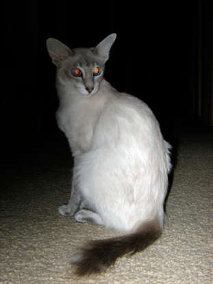 30. I am a longhair type of Siamese. Which cat breed am I?