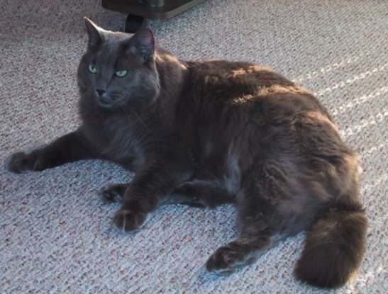 31. I am the long haired variety of the Russian Blue. What cat breed am I?