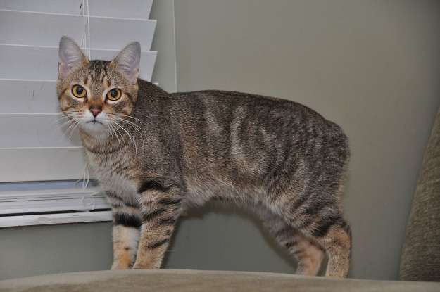 32. I am (jokingly!) said to be the offspring of a cat and a rabbit. Which cat breed am I?