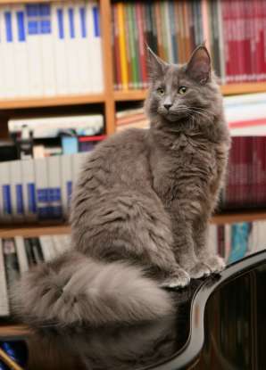 33. Which cat has a waterproof fur coat?