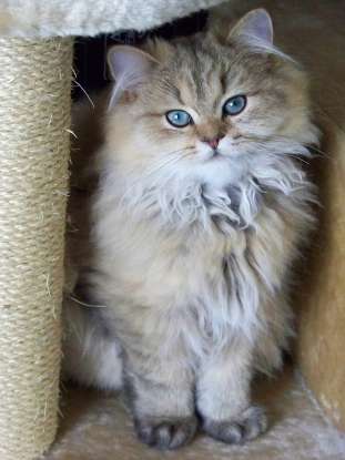 35. I am quiet, sweet, and originally from Mesopotamia. Which cat breed am I?