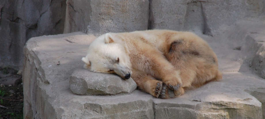 1. What is this animal a cross between?