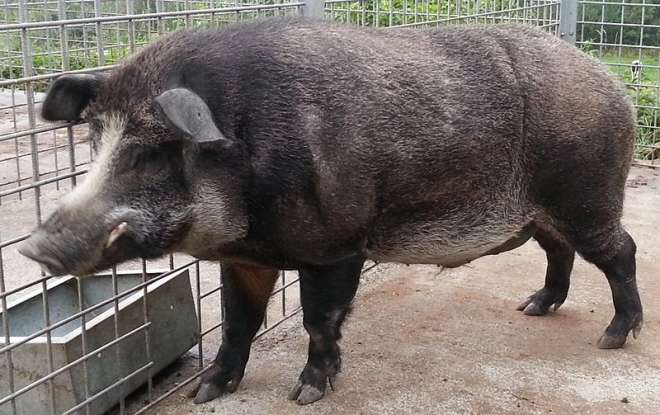 2. The Iron Age pig is a cross between which two animals?