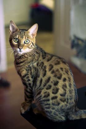 3. The Bengal cat is a hybrid of which two species?