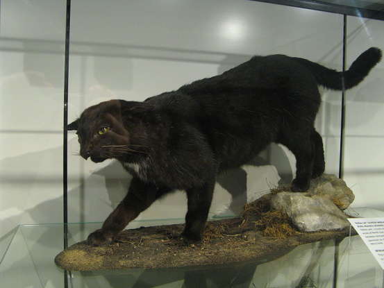 4. The Kellas cat is a cross between which two species?