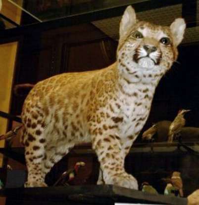 5. What is this animal a cross between?