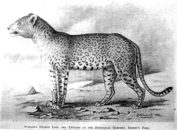 9. A lijagulep is a cross between which two species?