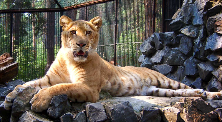 8. What is this animal a cross between?