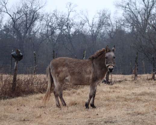 14. A hinny is a cross between which two species?