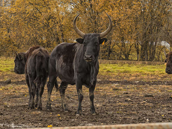 21. What is this animal a cross between?