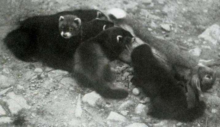 23. What is this animal a cross between?