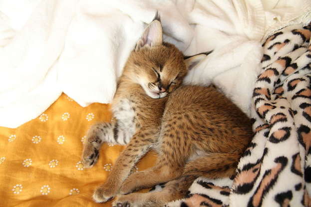 25. What is this animal a cross between?