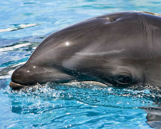 29. A Wholphin is a cross between which two species?