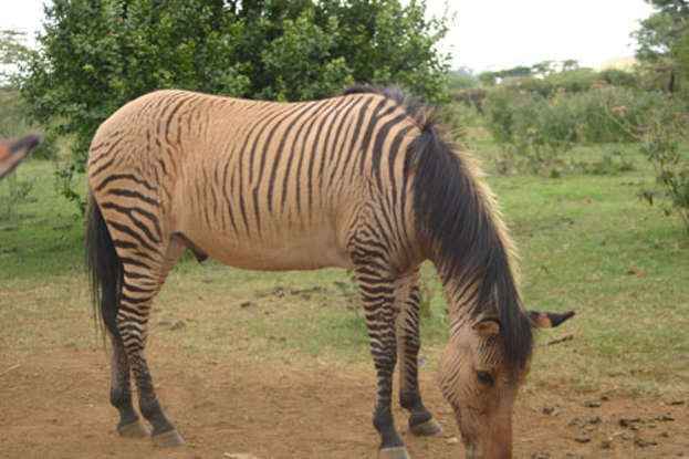 10. The zebroid is a hybrid of which two species?