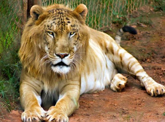 15. What is this animal a cross between?