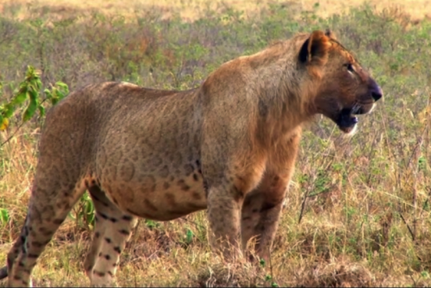 19. A marozi is a combination of which two species?