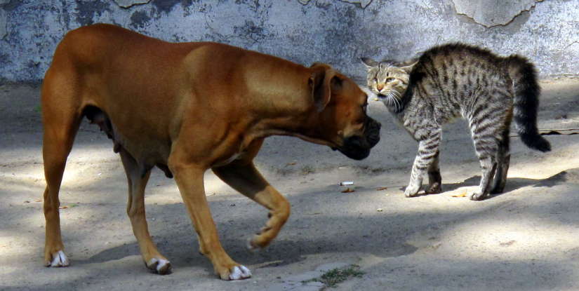 7. Cats are more likely than dogs to cause asthma. True or false?