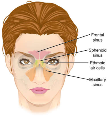 14. A sinus infection will clog your nose, but it won