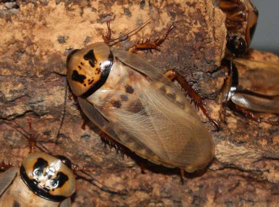 9. Since cockroaches don
