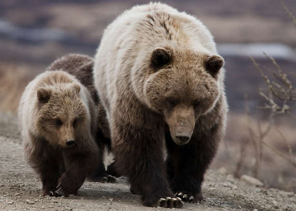 1. What other name is the grizzly bear often called?