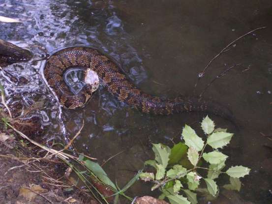 37. How many snakes in North America are known as pit vipers?