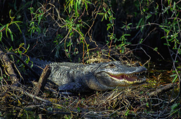 4. What is the habitat of the American alligator?