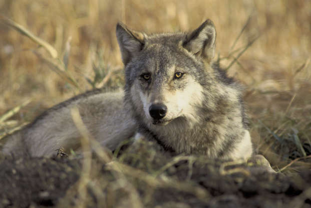 2. What is considered to be the largest wild canine in North America?