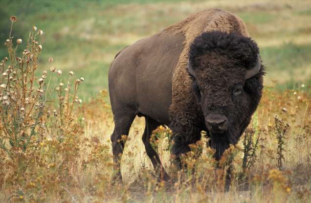 11. When are American bison most aggressive?