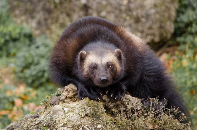 13. Which of these dangerous North American animals is also the name of a superhero?