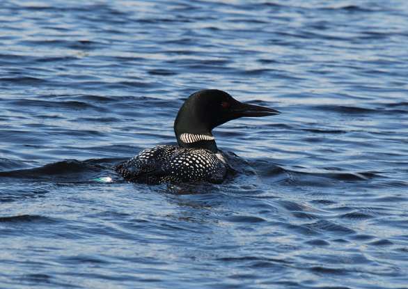15. What makes the Great Northern loon dangerous to humans?