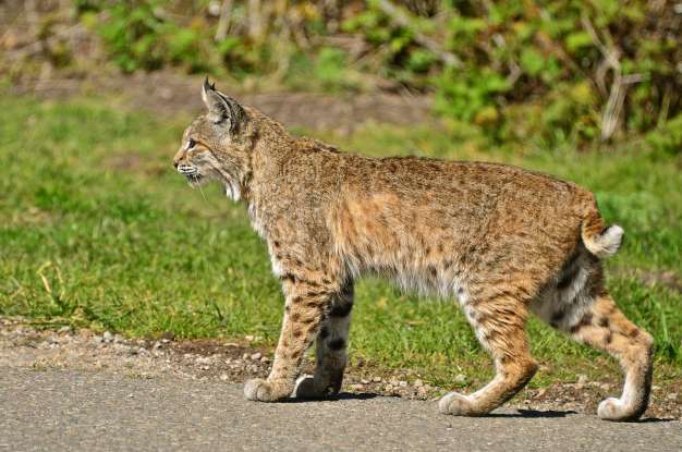 18. In which of the following situations are bobcats most dangerous to humans?