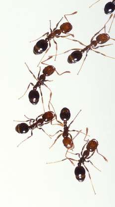 20. Which type of ant is considered to be the most lethal species?