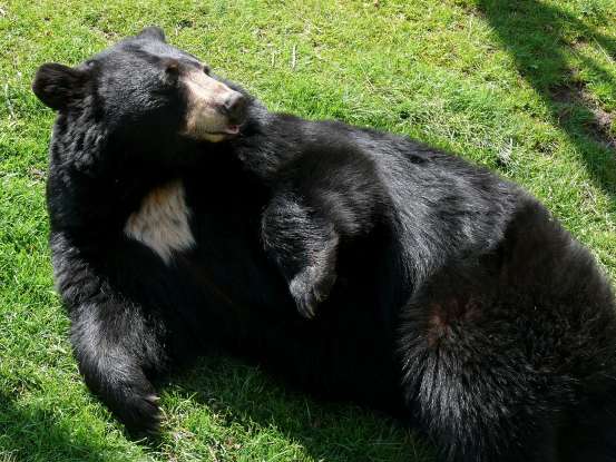 21. For what reason will black bears venture into populated areas?