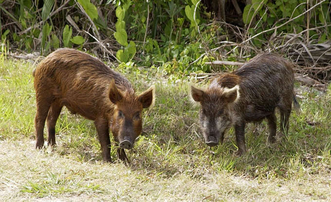 22. How can wild boars harm humans?