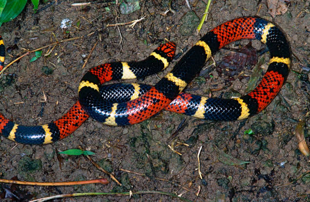 23. The scarlet kingsnake