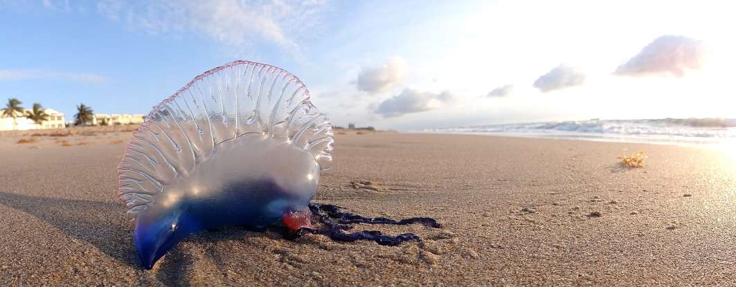 25. The Portuguese Man O