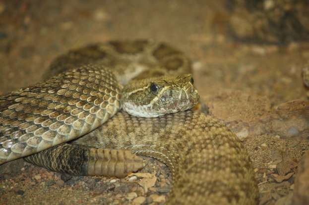 27. If you accidentally step on the prairie rattlesnake, what will most likely occur?