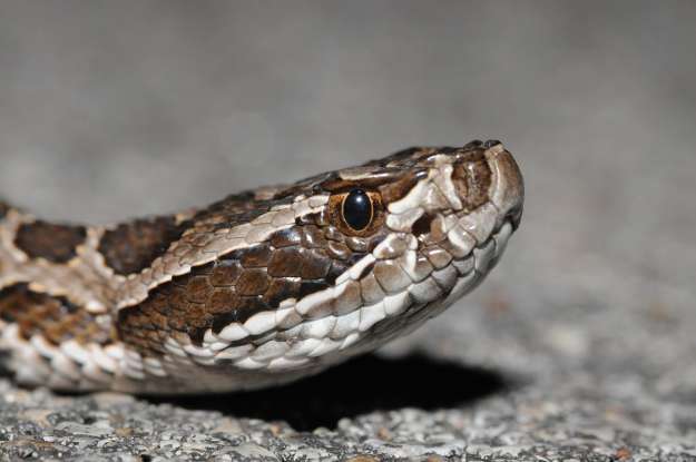 29. What can the Massassauga rattlesnake