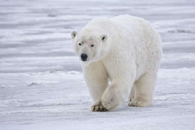 28. How often do polar bears interact with humans?