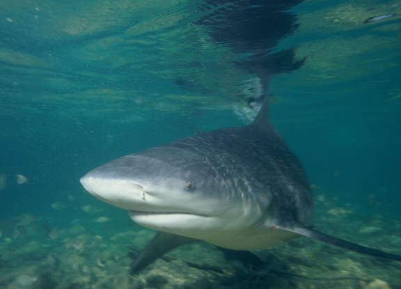 31. Which species of shark is responsible for most near-shore attacks on humans?