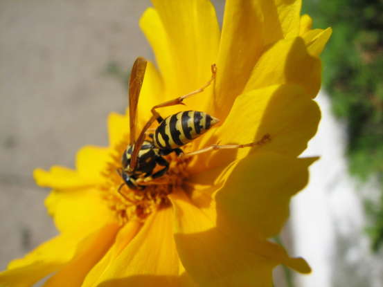 30. Which type of wasp listed below is especially dangerous to people?