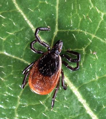 32. What should you do in case of a deer tick bite?
